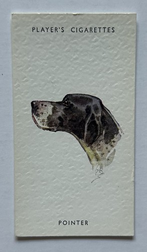 Player dogs heads - player’s, dogs’