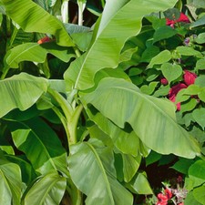 Musa 'Basjoo'. 9cm Plant x 2
