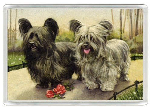 Skye terrier dog fridge magnet - skye,
