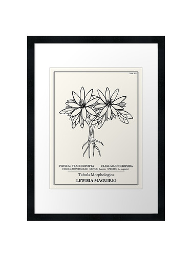 Maguire lewisia botanical - maguire,