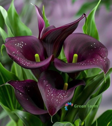 Bulb zantedeschia hybrida - bulb,