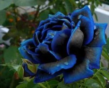 10 X Rare Midnight Blue Rose