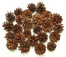 Organic UK Wood Pine Fir Cones