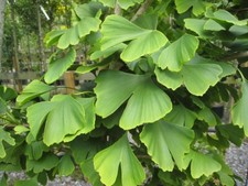 GINKGO BILOBA - 5 x seeds -