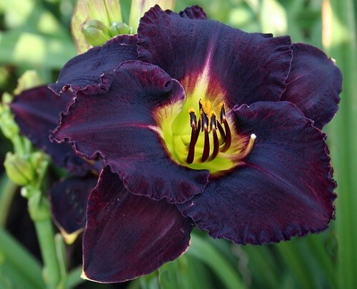 Dakar daylilies 3 fans - dakar,