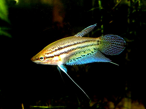 Croaking gourami trichopsis - croaking,