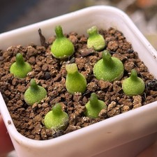 Exact Plant，9pcs Rare