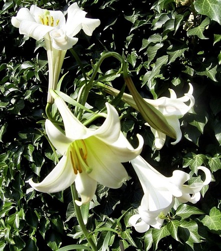 Benguet lily lilium - -,