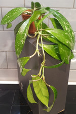 Hoya Pubicalyx   'Silver Spots' silver splash over 2 year old plant.