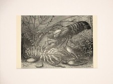 CRAYFISH Animal Print - 1893 Mounted Antique Black & White Engraving