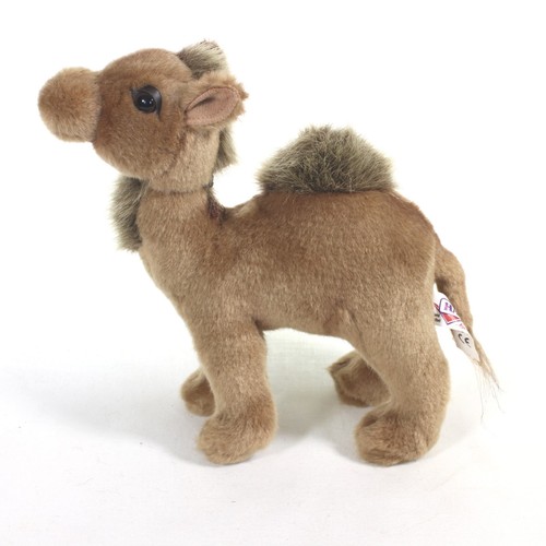 Hansa baby dromedary camel - hansa,