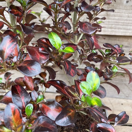 Coprosma glowing embers 5l - coprosma, embers|