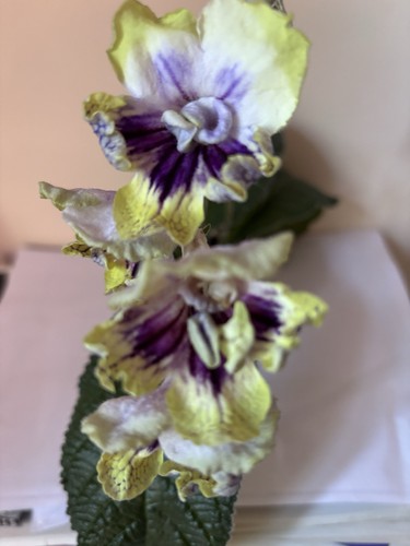 Streptocarpus want and - streptocarpus, ds