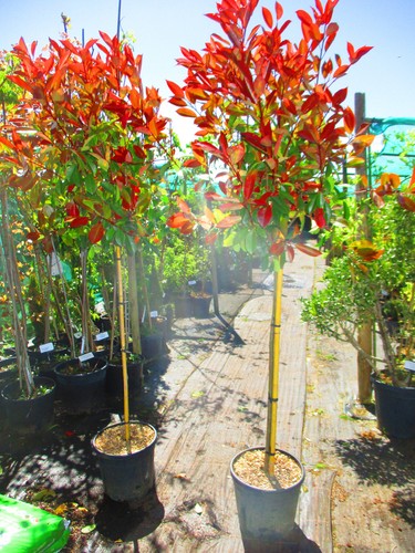 5ft inc pot 25litre - inc.,