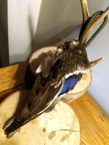 Handmade gundog training duck - handmade,
