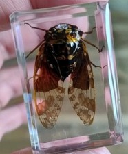 Real Cicada Flying Bug Insect