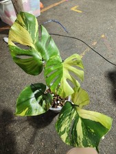 Monstera from seed  from