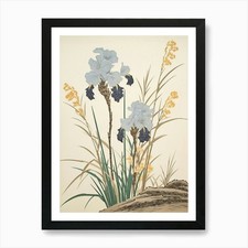 Ayame Japanese Iris 3 Vintage