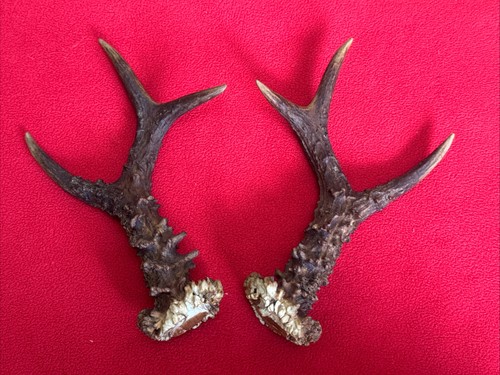 Pair roe deer antlers - of,