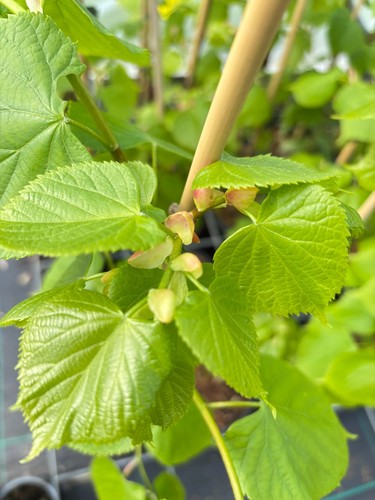 Tilia europaea pallida - 'pallida', /