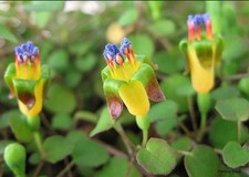 Fuchsia procumbens - 6.5cm pot