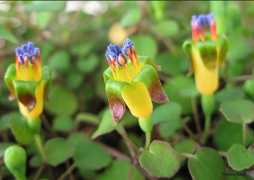 Fuchsia procumbens 9cm pot - 9cm,