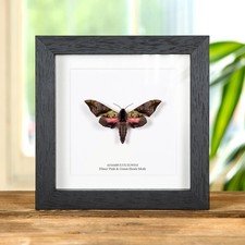 Elwes' Pink & Green Hawk Moth