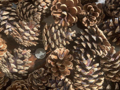 Pine cones for crafts - cones,
