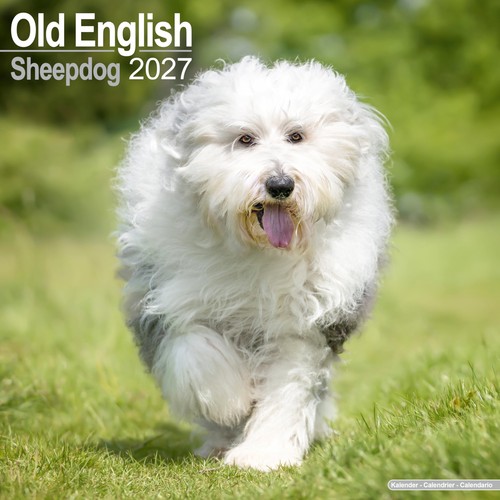 Old english sheepdog - old,