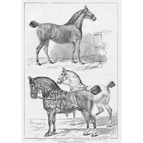 Equestrian prize winners - equestrian, at