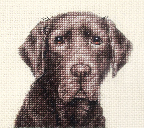 Chocolate labrador retriever - chocolate,