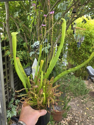 Sarracenia rubra ssp - sarracenia,
