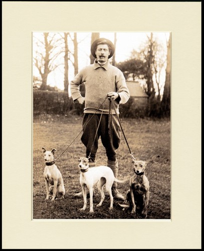 Whippet dog art - whippet, mounted