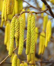 Corylus avellana - Hazel, Cob nut 1 x 1L pot