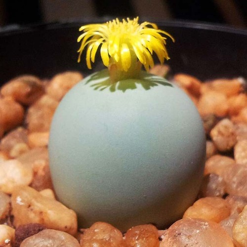 Conophytum calculus 15 - conophytum,