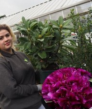 Rhododendron Yak Polar Nacht 4.5 Litre Pot Garden Plant Shrub Deep Purple