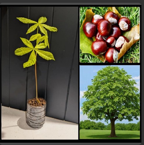 Horse chestnut tree - horse, (aesculus