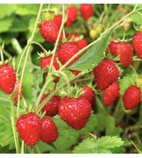 100 x Perennial Alpine Wild Strawberry ALEXANDRIA Remontant Seeds. NON GMO