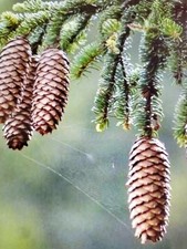 Norway Spruce .  50 Seeds 