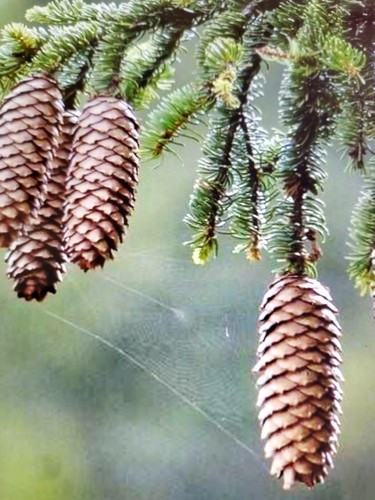Norway spruce 50 seeds - norway,