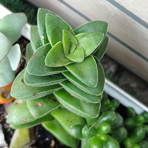 Crassula string buttons - string,