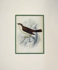 Original Old Antique Print