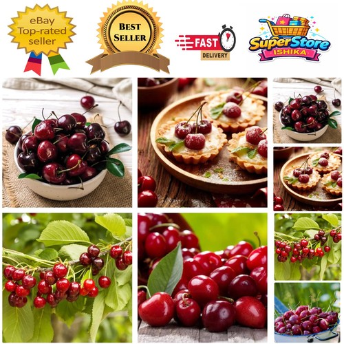 High yielding potted cherry - high,