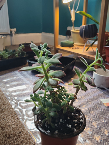 Live potted crassula - potted,