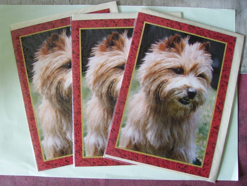 Norwich terrier faithful - norwich,