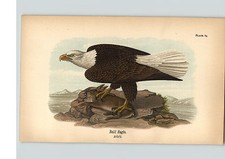 1890 Bird Colored Lithograph