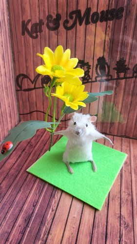 Taxidermy mouse cute oddities - cute,