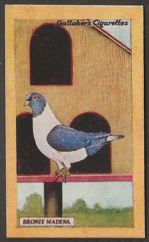 Gallaher champion animals - gallaher-champion, &
