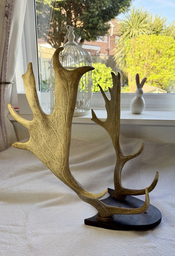 Deer antlers mounted wooden - antlers, on