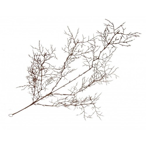 Glittered brown artificial - glittered,